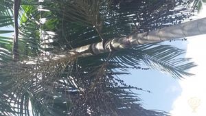 Family home and garden - urban