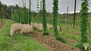 Culture de houblon bio en agroécologie