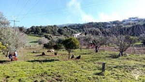 Verger familial méditerranéen