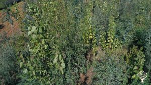 Syntropic Agroforestry and sustainable landscaping for a Holiday Village and its Restaurant