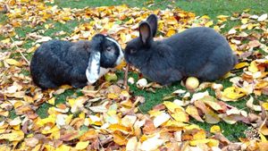 Family Farm and Garden