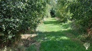 New woodland with organic fruit veg and flower growing areas