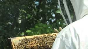 Sustainably raised Icelandic sheep, pork, poulty, non-medicated bees, and gardens.