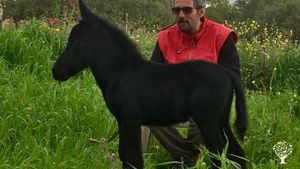 MAMATERRA Casa SanGiacomo è un’azienda agricola biologica in collina a 6 km da Sambuca di Sicilia