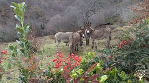 Azienda Agricola con laboratorio di trasformazione, coltiviamo Lamponi, Ribes Mirtilli, Marroni