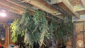 Traditional plant medicines on north-western shores of Lake Superior, on Anishinaabeg homelands.