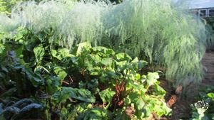 Homestead creating joyful, cooperative living with opportunity to manifest personal gifts & passions