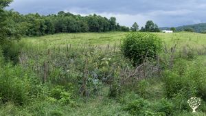 Ecological restoration while learning ancestral techniques, eating well, and enjoying nature.