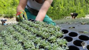 Coltivazione di erbe di montagna nel parco nazionale Gran Paradiso