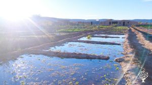 Garden project at the edge of the Sahara