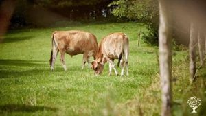 We have been organic since 1994. We grow vegtables and have free-range cows and pigs.