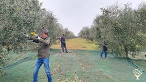 Azienda Agricola  con Agriturismo , produzione di olio , verdure sott' olio e liquore
