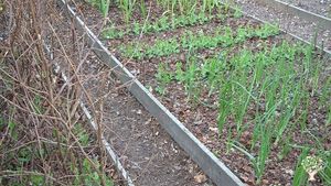 House and garden and woodland