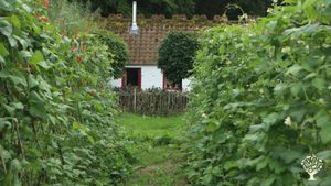 Some gorgeous runner beans growing in the bothy field.