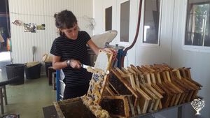 Ferme apicole biologique et maison panneaux solaire thermique et photovoltaique , piscine , potager.