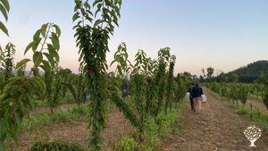 Somos productores de Cerezas y Frutillas orgánicas, Crianza de Corderos y Bosque Nativo.