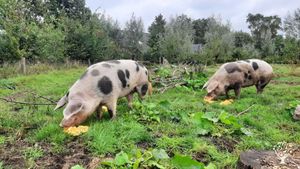 Tinus and Brindle enjoying the first pumpkin!