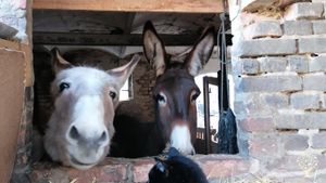 A farm 50 minutes to Berlin and 0 minutes to the lake. dunkeys, canoes and much work in the field