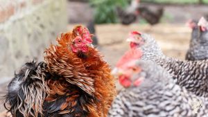 Agritourism Destination, Intentional Community, Mixed Farm