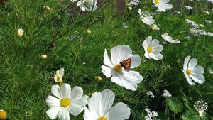 Late cosmos at the start of Autumn, with a visiting butterfly. 