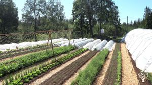 Organic market garden