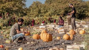 Sylvain, Christophe et Véro récoltent les courges sur bâches.