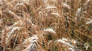 blé prêt à moissonner!