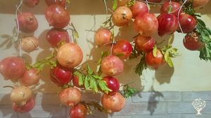 Raccolta e conservazione frutti
