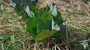 Espacio colaborativo donde hacemos compost y cultivamos en el clima extremo de la patagonia