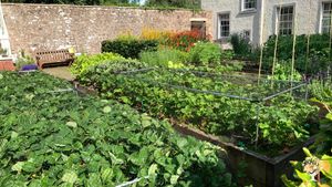 Another productive vegetable garden we look after too...