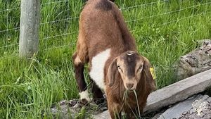We are a small goat farm in Northern British Columba Canada