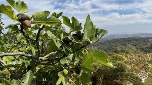 Eco-retreat and permaculture farm in Extremadura