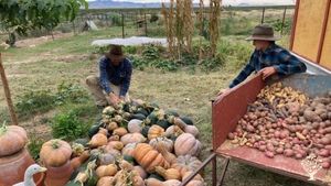 Sustainable family farm raising a variety of heirloom vegetables, alliums, & heritage livestock