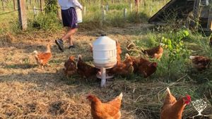 Azienda agricola rigenerativa in Romagna  zona pedecollinare.