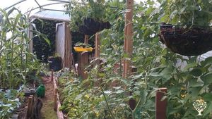 polytunnel