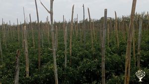 Varieties of vegebles