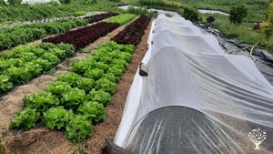Ferme maraichère bio sur sol vivant, vergers et rénovation écologique des bâtiments