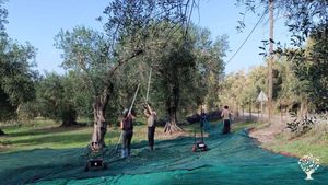 Smallscale Organic Olivefarm