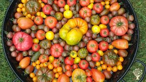 Smallholding, Family farm