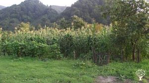 Organik fındık üretimi / Organic hazelnut orchard