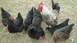 Nous avons quelques poules pour la prodution d'oeurs