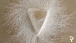 Culture holistique de champignons gastronomiques et médicinaux en harmonie avec la nature.