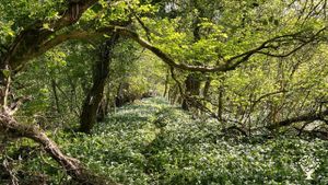 4 acres of beautiful land, situated upon a hill in Somerset
