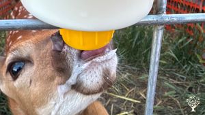 We raise whitetail deer