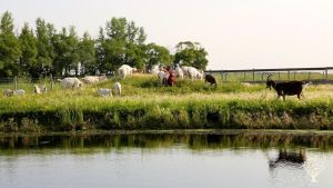 Solar-powered animal-loving community farm
