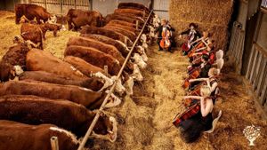 Non-for-profit classical music project becoming self sufficient