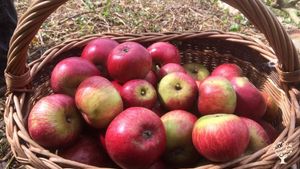 House, garden and woodland creative well-being retreat