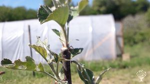 Small property with many dreams