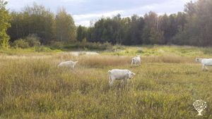 These are our goats out for a jaunt in the meadow.