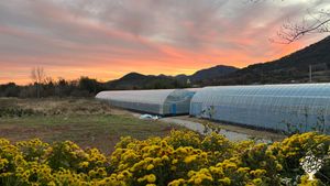 "Help Wanted"<JN_136> 유기 전환 중인 유럽종 포도원/A European Grape Vineyard in Organic Transition